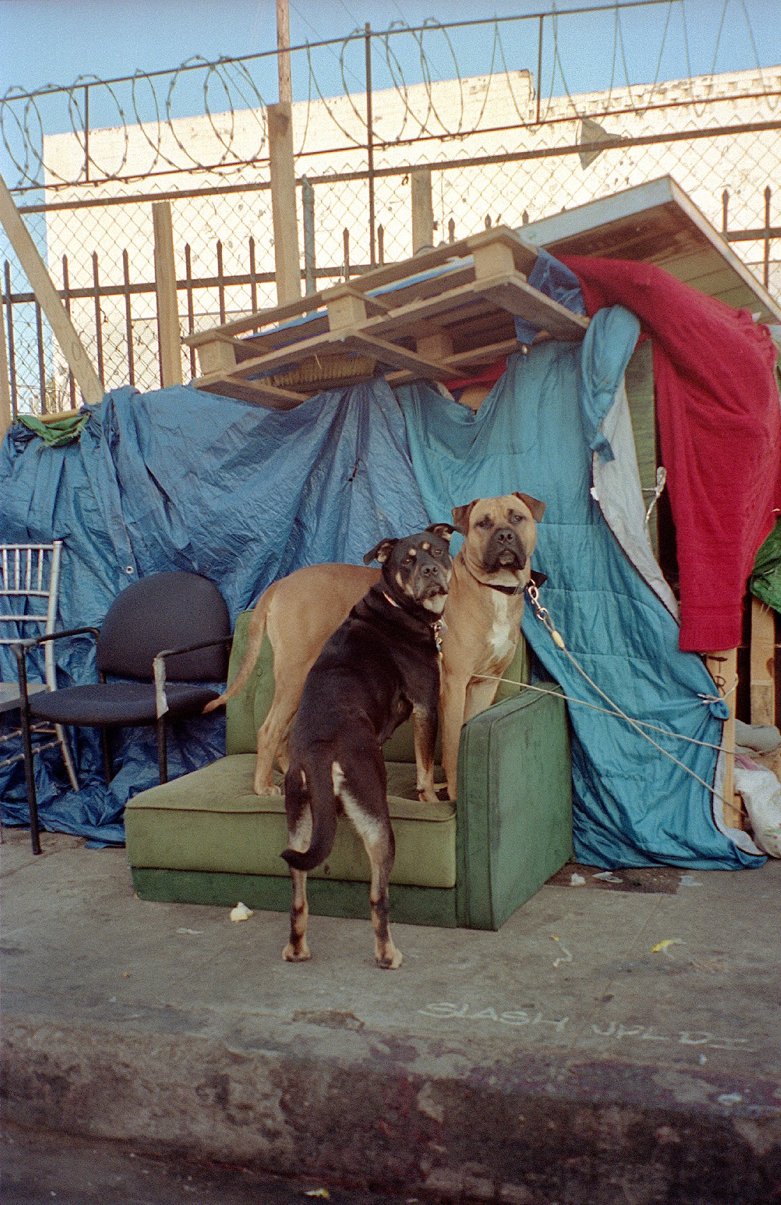 Cat Donuts - "Dogs of Skid Row"